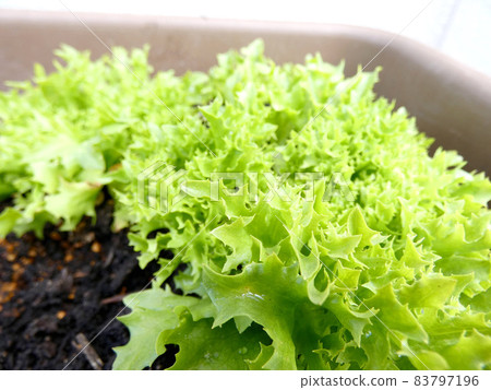 Planter-grown sunny lettuce Planter-grown sunny lettuce 83797196