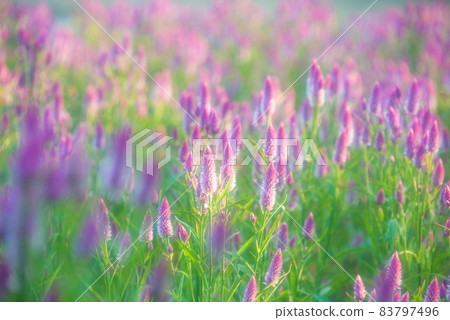 裝飾秋天公園的 Nogeito 花 83797496