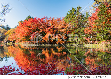 Autumn leaves on the shore Autumn leaves on the shore 83797548