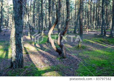 A coniferous forest. The tilted and curved trunks of pine trees. Dancing forest. A coniferous forest. The tilted and curved trunks of pine trees. Dancing forest. 83797582