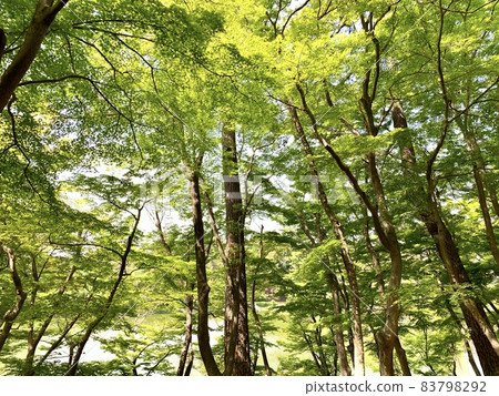 Fresh green (East Park / Okazaki City, Aichi Prefecture) 83798292