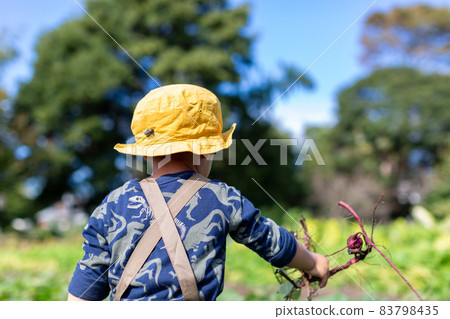 Family potato digging, sweet potato field harvest 83798435
