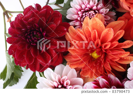 Dahlia flowers background Dahlia flowers background 83798473