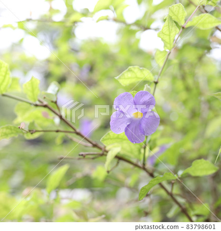 Bush Clock Vine purple flower close up Bush Clock Vine purple flower close up 83798601