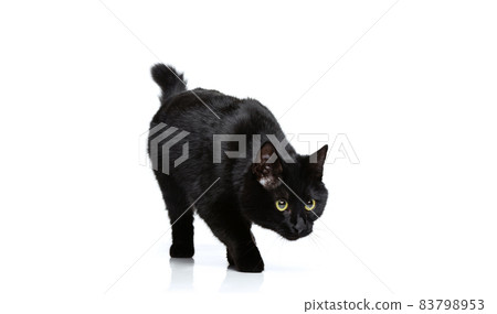 Portrait of beautiful graceful black purebred cat preparing for jump isolated on white studio background. Animal life concept Portrait of beautiful graceful black purebred cat preparing for jump isolated on white studio background. Animal life concept 83798953