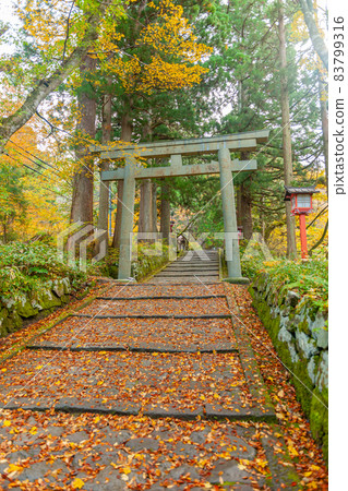 大神山神社奧宮的秋葉 83799316