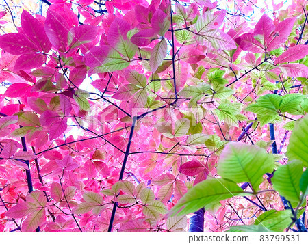 Autumn leaves of Megusuri (eye medicine) tree Autumn leaves of Megusuri (eye medicine) tree 83799531