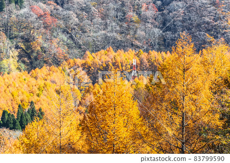 [Naeba Dragondola] Yellow leaves of larch 83799590