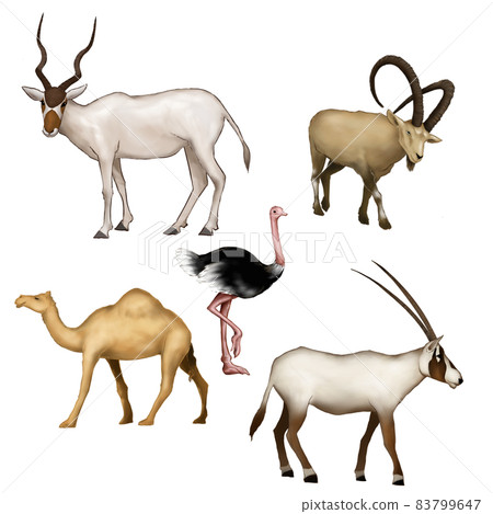 Set of desert animals Set of desert animals 83799647