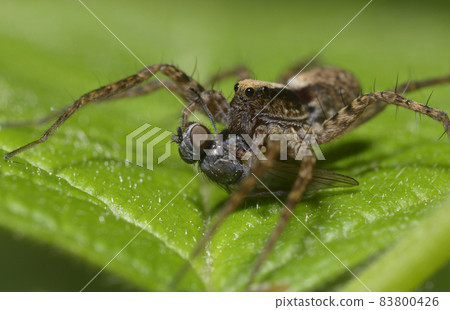Last tango. Wolf spider, Lycosidae, sitting on a leaf and eating a fly Last tango. Wolf spider, Lycosidae, sitting on a leaf and eating a fly 83800426