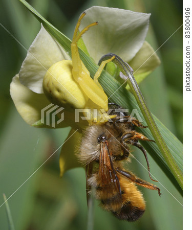 A yellow flower crab spider sucking out and eating wild bee 83800496