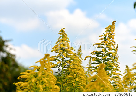 Seiitokawadassi 83800613