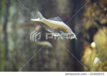 Rosy bitterling, rosy bitterling, freshwater fish Rosy bitterling, rosy bitterling, freshwater fish 83800635