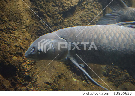 Black carp blue-backed fish, four major family fish, exotic species Black carp blue-backed fish, four major family fish, exotic species 83800636