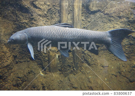 青魚藍背魚,四大科魚,外來種 青魚藍背魚,四大科魚,外來種 83800637