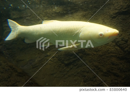Albino grass carp grass carp grass carp four major family fish Albino grass carp grass carp grass carp four major family fish 83800640