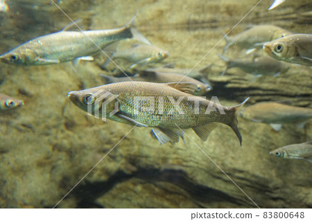 Ischikauia incense, yellow sardine fish, native species 83800648