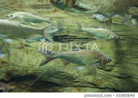 Ischikauia incense, yellow sardine fish, native species 83800649