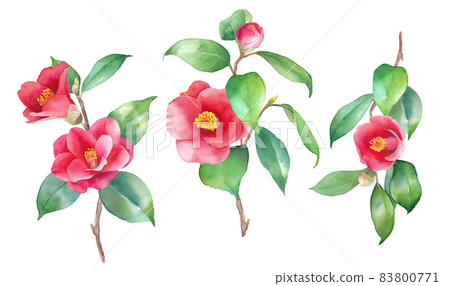 Watercolor illustration of red camellia. For decoration. A set of 3 types of camellia branches. Watercolor illustration of red camellia. For decoration. A set of 3 types of camellia branches. 83800771