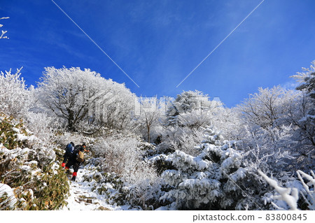 Hallasan, Snow, Snow Scenery, Gwaneumsa Course, Mountaineering, Winter, Blizzard, Snow Flower, Sanggodae, 83800845