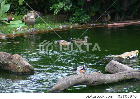 a Flamingo at the kowloon park, hong kong a Flamingo at the kowloon park, hong kong 83800976