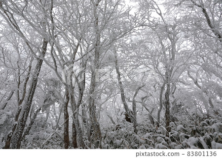 Halla Mountain, Snow Flower, Sanggodae, Snow Road, Winter, Forest, Mountain, Fog, Forest, Mountain, Gwaneumsa Course, Halla Mountain, Snow Flower, Sanggodae, Snow Road, Winter, Forest, Mountain, Fog, Forest, Mountain, Gwaneumsa Course, 83801136