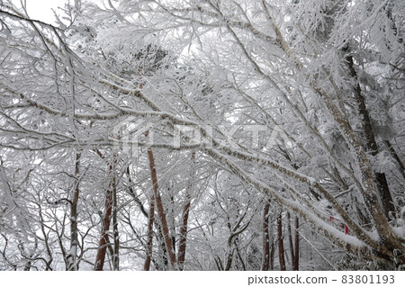 Hallasan Mountain, Sanggodae Mountain, Mountain Climbing, Forest, Snow Flower, Snow Road, Blizzard, Fog, Cloud, Hallasan Mountain, Sanggodae Mountain, Mountain Climbing, Forest, Snow Flower, Snow Road, Blizzard, Fog, Cloud, 83801193