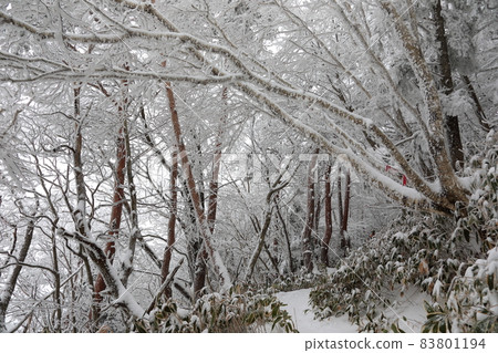 Hallasan Mountain, Sanggodae Mountain, Mountain Climbing, Forest, Snow Flower, Snow Road, Blizzard, Fog, Cloud, Hallasan Mountain, Sanggodae Mountain, Mountain Climbing, Forest, Snow Flower, Snow Road, Blizzard, Fog, Cloud, 83801194