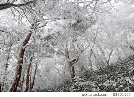 Hallasan Mountain, Sanggodae Mountain, Mountain Climbing, Forest, Snow Flower, Snow Road, Blizzard, Fog, Cloud, Hallasan Mountain, Sanggodae Mountain, Mountain Climbing, Forest, Snow Flower, Snow Road, Blizzard, Fog, Cloud, 83801195