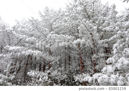 Hallasan Mountain, Sanggodae Mountain, Mountain Climbing, Forest, Snow Flower, Snow Road, Blizzard, Fog, Cloud, Hallasan Mountain, Sanggodae Mountain, Mountain Climbing, Forest, Snow Flower, Snow Road, Blizzard, Fog, Cloud, 83801239