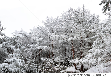 Hallasan Mountain, Sanggodae Mountain, Mountain Climbing, Forest, Snow Flower, Snow Road, Blizzard, Fog, Cloud, Hallasan Mountain, Sanggodae Mountain, Mountain Climbing, Forest, Snow Flower, Snow Road, Blizzard, Fog, Cloud, 83801240