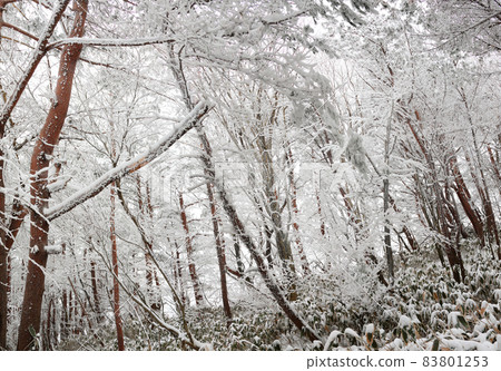 漢拏山，桑戈台山，登山，森林，雪花，雪道，暴風雪，霧，雲， 83801253