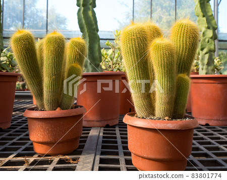 succulent plants in garden 83801774