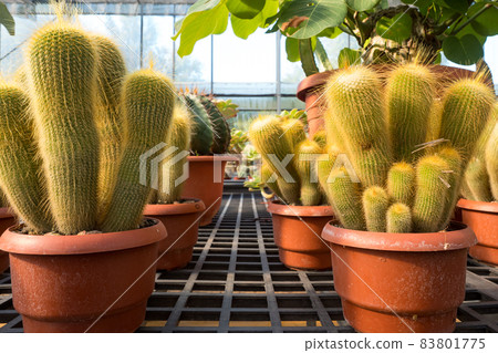 succulent plants in garden 83801775