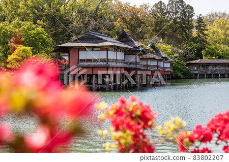Kinsui-tei / Sukiya-style tatami room and Kirishima azalea in full bloom in Nagaoka-Tenmanggu and Hachijogaike Kinsui-tei / Sukiya-style tatami room and Kirishima azalea in full bloom in Nagaoka-Tenmanggu and Hachijogaike 83802207