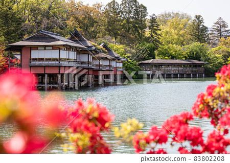Kinsui-tei / Sukiya-style tatami room and Kirishima azalea in full bloom in Nagaoka-Tenmanggu and Hachijogaike 83802208