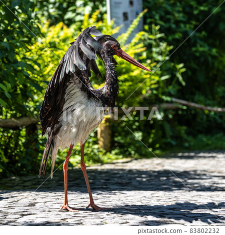 Black stork, Ciconia nigra in a german nature park Black stork, Ciconia nigra in a german nature park 83802232