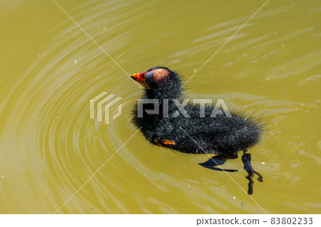 Common moorhen Gallinula chloropus also known as the waterhen or swamp chicken Common moorhen Gallinula chloropus also known as the waterhen or swamp chicken 83802233