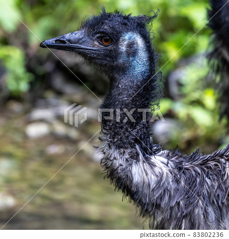 Emu, Dromaius novaehollandiae standing in grass in its habitat Emu, Dromaius novaehollandiae standing in grass in its habitat 83802236