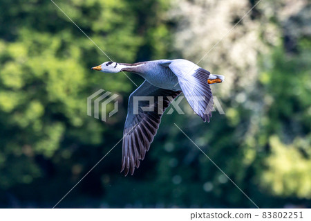 The bar-headed goose, Anser indicus flying over a lake in English Garden in Munich 83802251