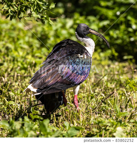 Straw-necked Ibis, Threskiornis spinicollis in the zoo 83802252