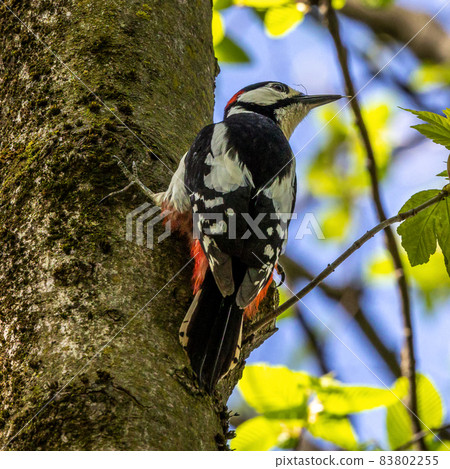 The Great Spotted Woodpecker, Dendrocopos major is sitting on the branch of tree 83802255