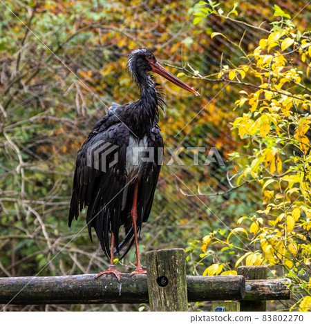 Black stork, Ciconia nigra in a german nature park Black stork, Ciconia nigra in a german nature park 83802270