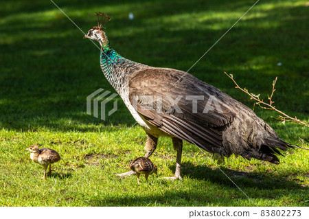 The Indian peafowl mom with little babies. Blue peafowl, Pavo cristatus is a large and brightly coloured bird The Indian peafowl mom with little babies. Blue peafowl, Pavo cristatus is a large and brightly coloured bird 83802273