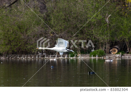 Mute swan, Cygnus olor flying over a lake in the English Garden in Munich, Germany Mute swan, Cygnus olor flying over a lake in the English Garden in Munich, Germany 83802304