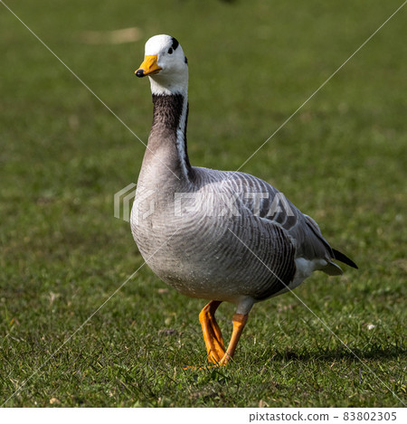 The bar-headed goose, Anser indicus seen in English Garden in Munich 83802305