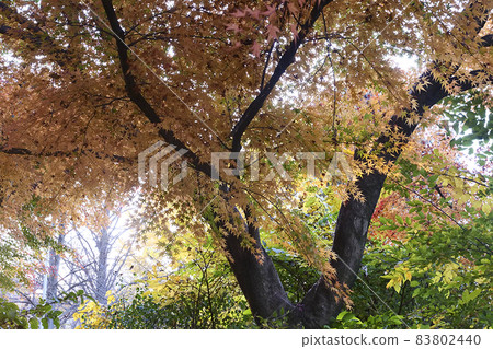 風景、植物、照片：仰望深秋的楓樹的顏色。 83802440