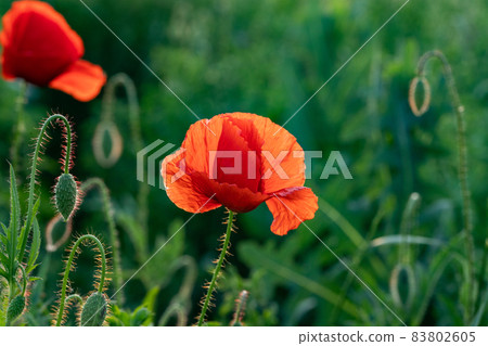 wild poppy field - Armistice or Remembrance day background wild poppy field - Armistice or Remembrance day background 83802605