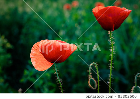 wild poppy field - Armistice or Remembrance day background 83802606