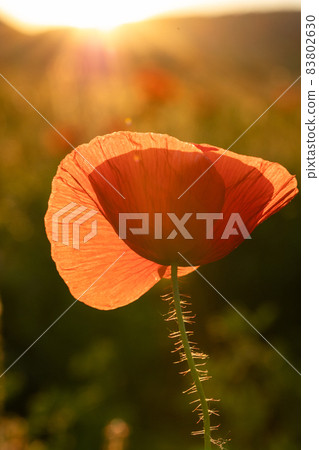 wild poppy field - Armistice or Remembrance day background wild poppy field - Armistice or Remembrance day background 83802630